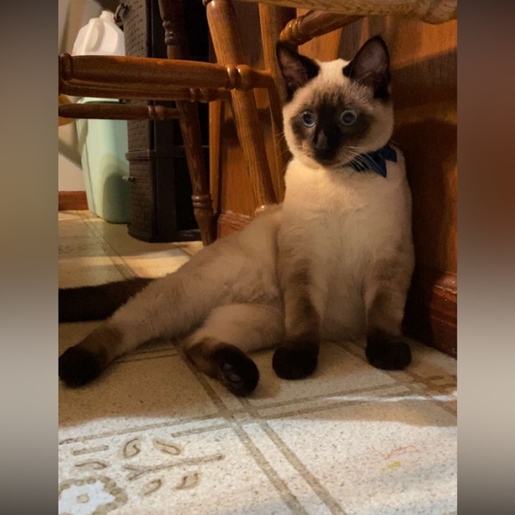 Meet your Posher, Hailey - Picture 10 of 16